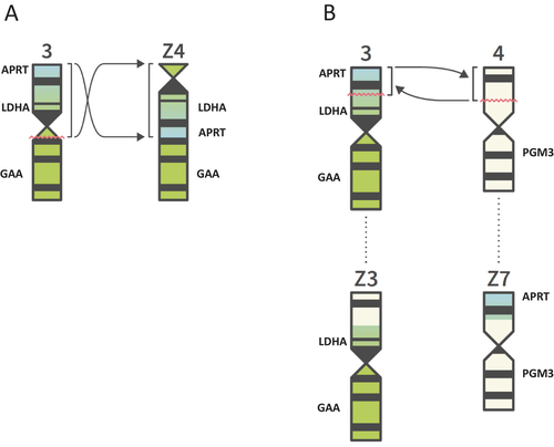 Structural changes in CHO chromosomes: reciprocal translation