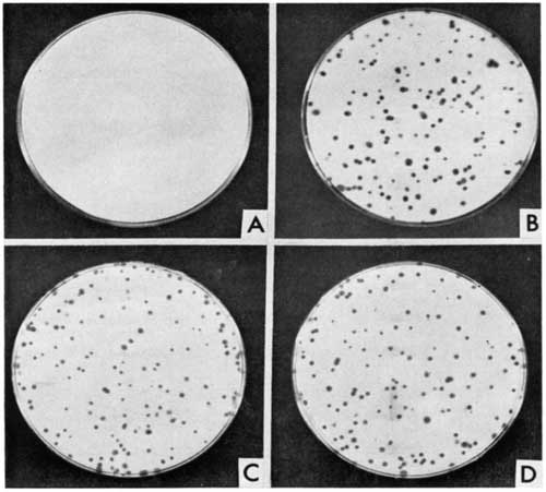 Theodore Puck's CHO Pro cell line